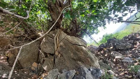 Powerful Tree Roots Growing Through Solid Rock in Mountainous Terrain Stock Photos