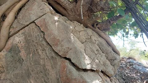 Powerful Tree Roots Growing Through Solid Rock in Mountainous Terrain Stock-Fotos