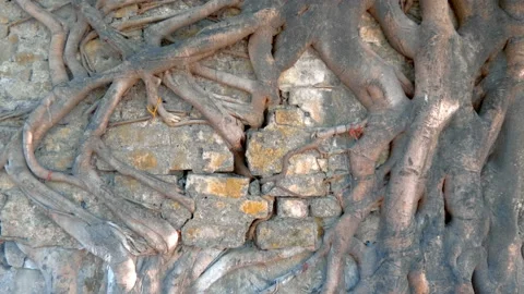 Powerful tree roots tear apart ancient stonework Stock Footage 108116266