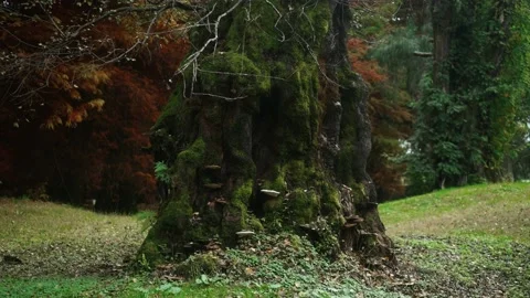 Powerful tree trunk covered with moss and mushrooms Stock Footage 221757292
