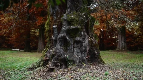 Powerful tree trunk covered with moss and mushrooms Stock Footage 221757827