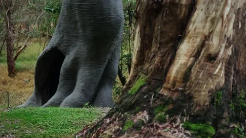 Powerful tree trunk with a large hollow 스톡 동영상 221757293