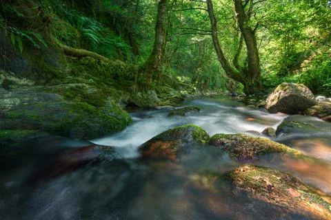 Powerful trees and moss covered walls on the bank of a river Stock Photos