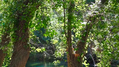 Powerful trees growing along the river near the water. Fresh green foliage of Stock Footage 246855354