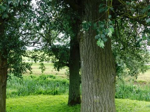 Powerful trees Stock Photos