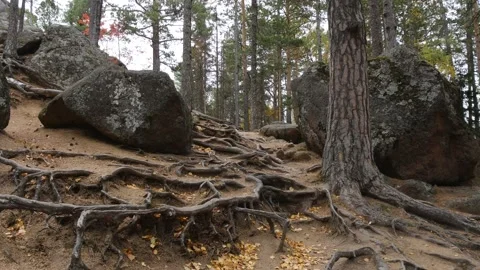 The powerful trunk and roots of a huge spruce in the autumn dark wood. Stock Footage 297015588