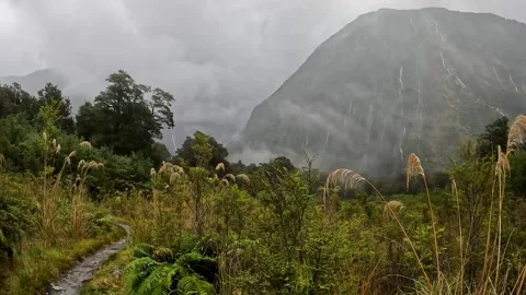 Powerful waterfalls cascading down the cliffs on the Milford Track in Fiord.. Stock Footage 295247401