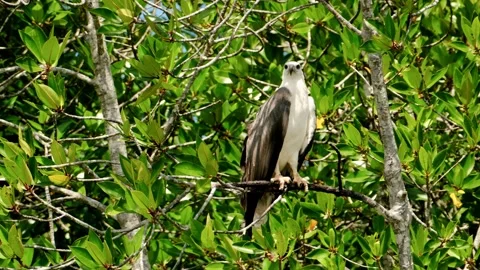 Powerful white bellied sea eagle resting on tree branch, surrounded by verdant Stock Footage 309331462