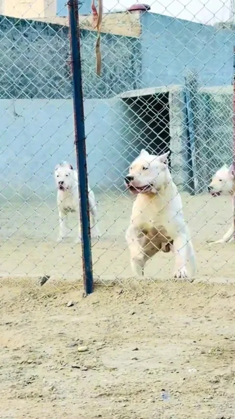 Powerful White Guard Dogs Leaping Against Wire Mesh Fence Video stock 332803254