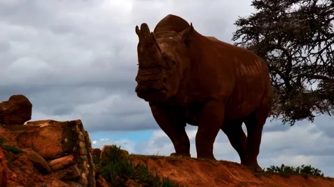 A powerful white rhino snorting under a stormy sky. Video stock 321324527