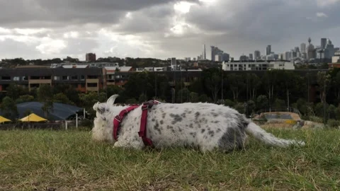 Powerful wind and small dog in a city park slow motion 4K Stock Footage 241706636