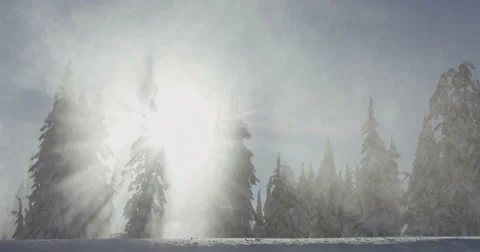 Powerful Winds Blow Snow Through Forest of Sun Ray Shadows, Red Camera 스톡 동영상 59682499