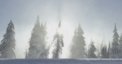 Powerful Winds Blow Snow Through Forest of Sun Ray Shadows, Red Camera 스톡 동영상 59682602