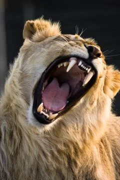 Powerful Yawn Stock Photos