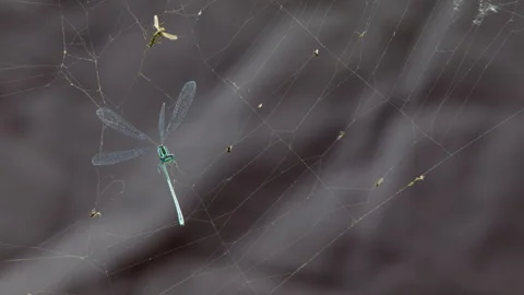 Powerless dragonfly prey caught in orb weaver spider web. Blue dragonfly. Stock Footage 280210919