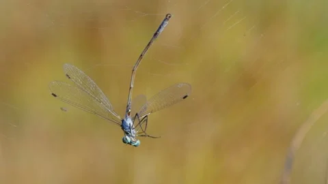 Powerless dragonfly prey in orb weaver spider web, Araneus quadratus Video stock 162891937