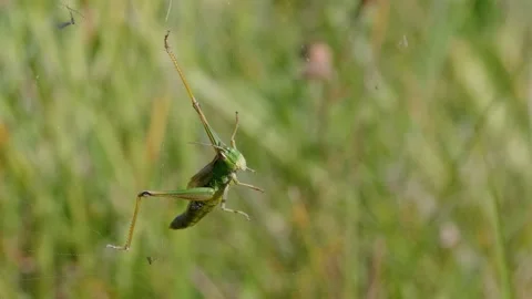 Powerless grasshopper prey caught in orb weaver spider web, Araneus quadratus Stock-Footage 162891770