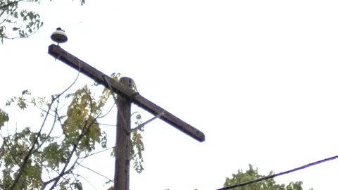 PowerLine Cross Shape In 120 FPS Slow Motion Rain Fall In Nature Stock Footage 219838748