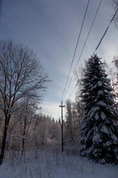 Powerline on a winter forest Stock Photos