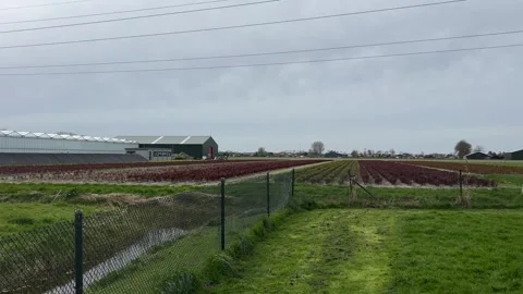 Powerlines above structured crop fields and pasture land with horses in a c.. Stock-Footage 334078506