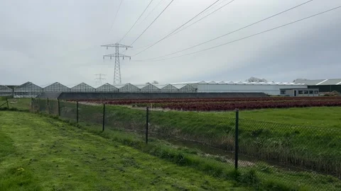 Powerlines running across Dutch fields with horses, crops, and sustainable .. Stock Footage 334078918