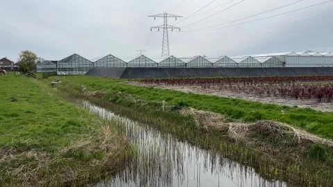 Powerlines stretching over rural fields with grazing horses, crop productio.. Stock Footage 334078536