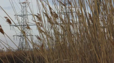 Powerlines through reeds 스톡 동영상 10806343
