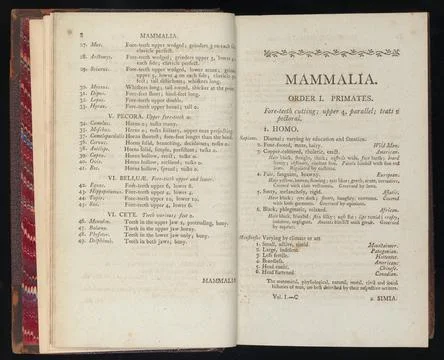 Pp. 8-9, Mammalia. Order I. Primates. Stock Illustration