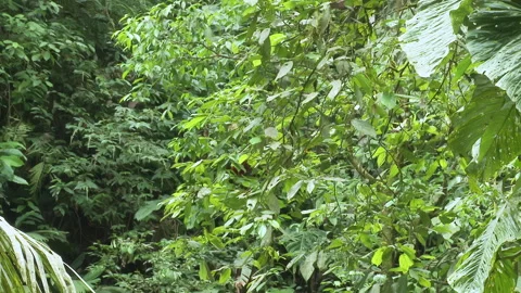 PParrot Scarlet Macaw sitting in a tree, Yasuni National Park, Ecuador. Stock Footage 269961246