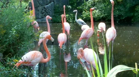 Ppbird Stock Footage 508812