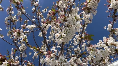 Pple tree flowers bottom view against blue sky - stock video Stock Footage 240347539