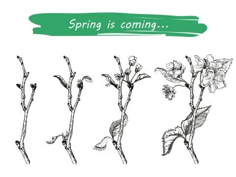 Pple tree sketch Design Stock Illustration