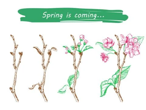 Pple tree sketch Design Stock Illustration