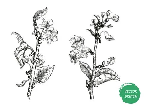 Pple tree sketch Design Stock Illustration