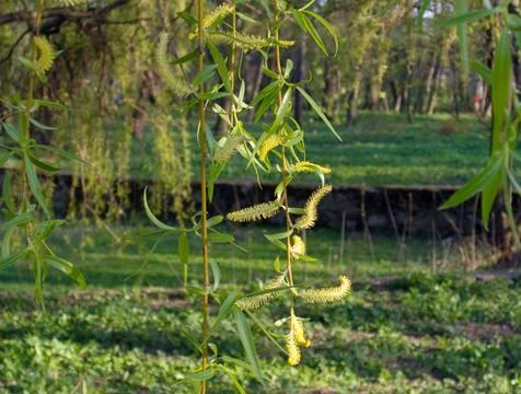 Ppussy-willow Stock Photos