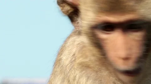 Pra prang sam yod Monkey Stock Footage 52508822