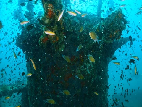 PRAB shipwreck in Chumphon dive site, Thailand. Stock Footage 77431129