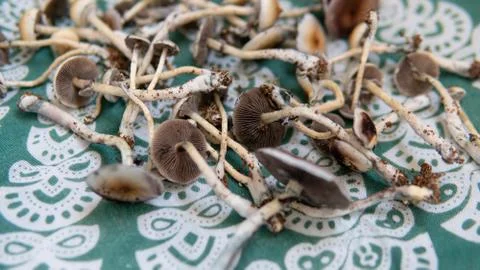 Practical experiments in the influence of magic mushrooms on the patient's ps Stock Photos