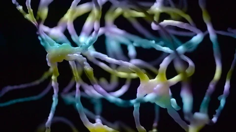 Practical neuron cell real brain real footage Stock Footage 104189159