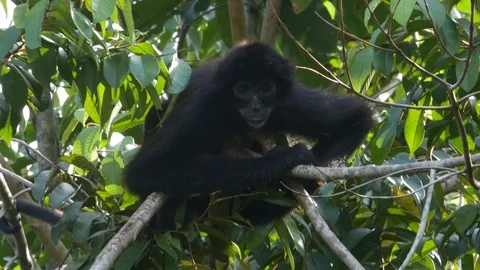 A Practical Panamensa Monkey, Costa Rica 4K Stock Footage 107687045