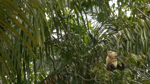 A Practical Panamensa Monkey, Costa Rica 4K Stock Footage 107724734