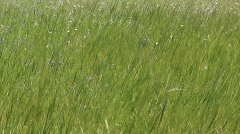 Praerie grass Stock Footage 37656582