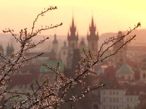 Prague and blossoms in spring Vídeos de archivo 306759174