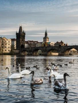 Prague, Charlesbridge with birds Stock Photos