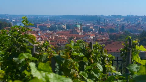 Prague cityscape seen through vineyard grapevines Stock Footage 317171807