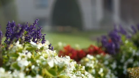 Prague - Close up of flowers. Shallow depth of field. 4K resolution. Video stock 97138018