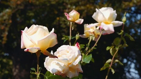 Prague - Close up of roses. Shallow depth of field. 4K resolution. Stock Footage 97138451