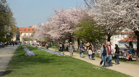 PRAGUE, CZECH REPUBLIC - APRIL 2014: Spring park - flowering trees with people Stock Footage 36806641