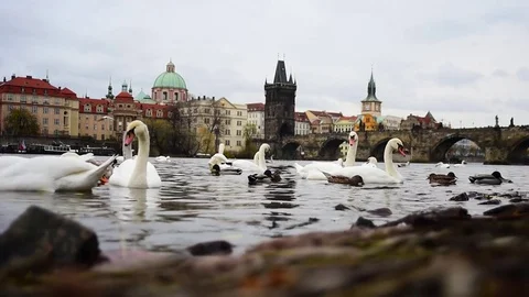 Prague, Czech Republic, Charles bridge- 2017:Charles bridge Stock Footage 83205787