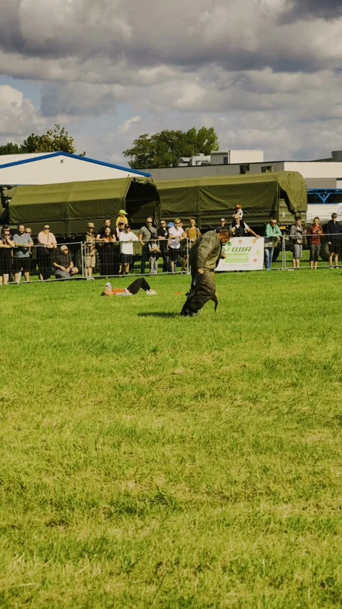 Prague, Czech Republic – September 5, 2026: Police K9 Training Demonstration Stock Footage 345061658